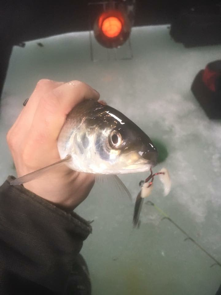 White BeaverTail Panfish Bites