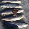 White BeaverTail Panfish Bites - Image 4