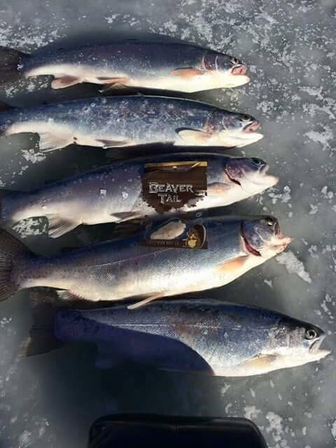 White BeaverTail Panfish Bites – Gullickson Bait Co